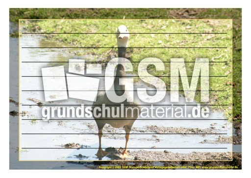 Schmuckrahmen-Streifengans-1.pdf